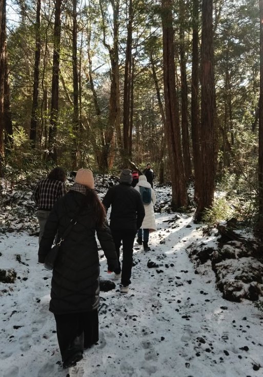 A guided winter walk through snow-dusted Aokigahara