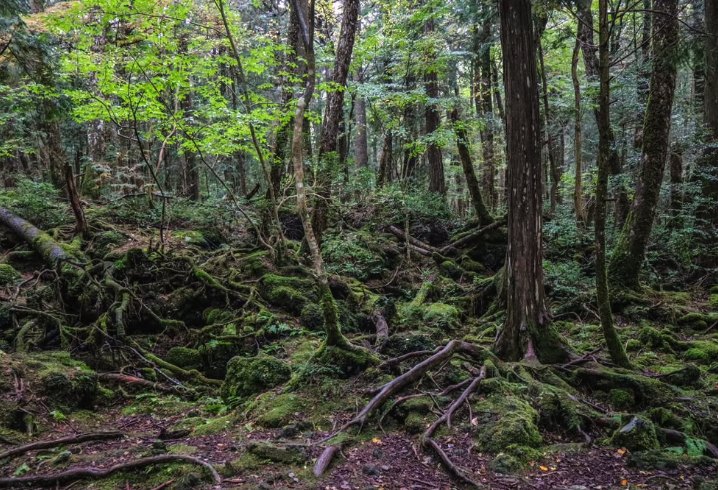 Moss and bare lava under the canopy of Aokigahara Forest