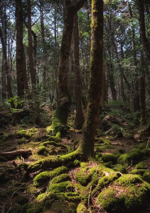 Moss-covered lava and standing hemlock in Aokigahara