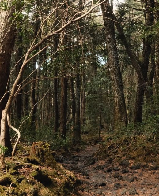 A guided group walking the Sea of Trees Nature Trail